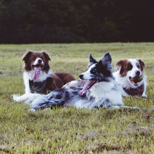 Border Collies